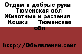 Отдам в добрые руки - Тюменская обл. Животные и растения » Кошки   . Тюменская обл.